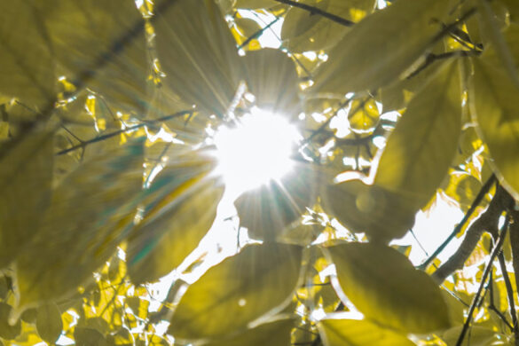 free download sunny wallpaper with trees free download sunny wallpaper with trees