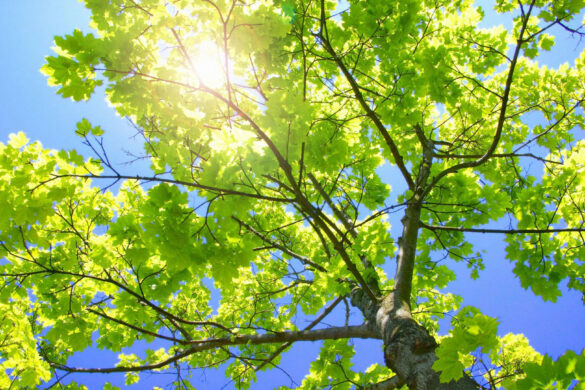 free sunny wallpaper on foliage free sunny wallpaper on foliage