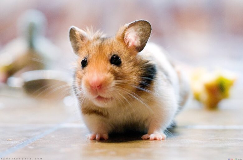 Hamster Wallpaper