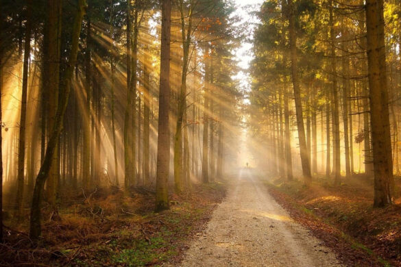 sunny wallpaper in the dense forest sunny wallpaper in the dense forest