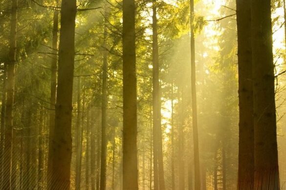 sunny wallpaper in the forest sunny wallpaper in the forest