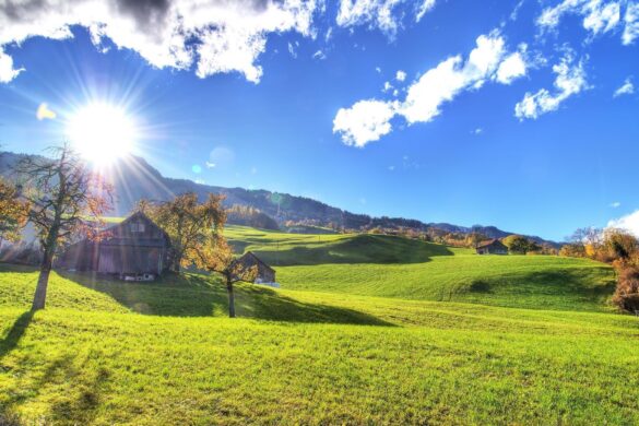 sunny wallpaper on green grass sunny wallpaper on green grass