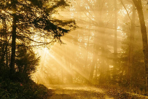 sunny wallpaper that illuminates the road sunny wallpaper that illuminates the road