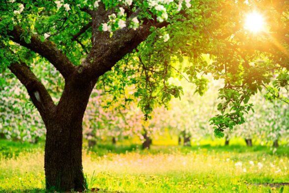 sunny wallpaper with white flower garden sunny wallpaper with white flower garden