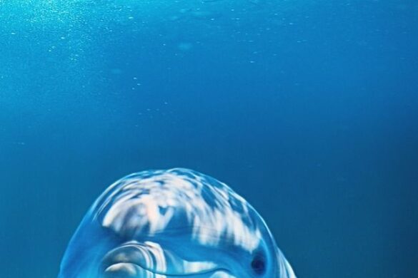 Animal and sea wallpaper Animal and sea wallpaper