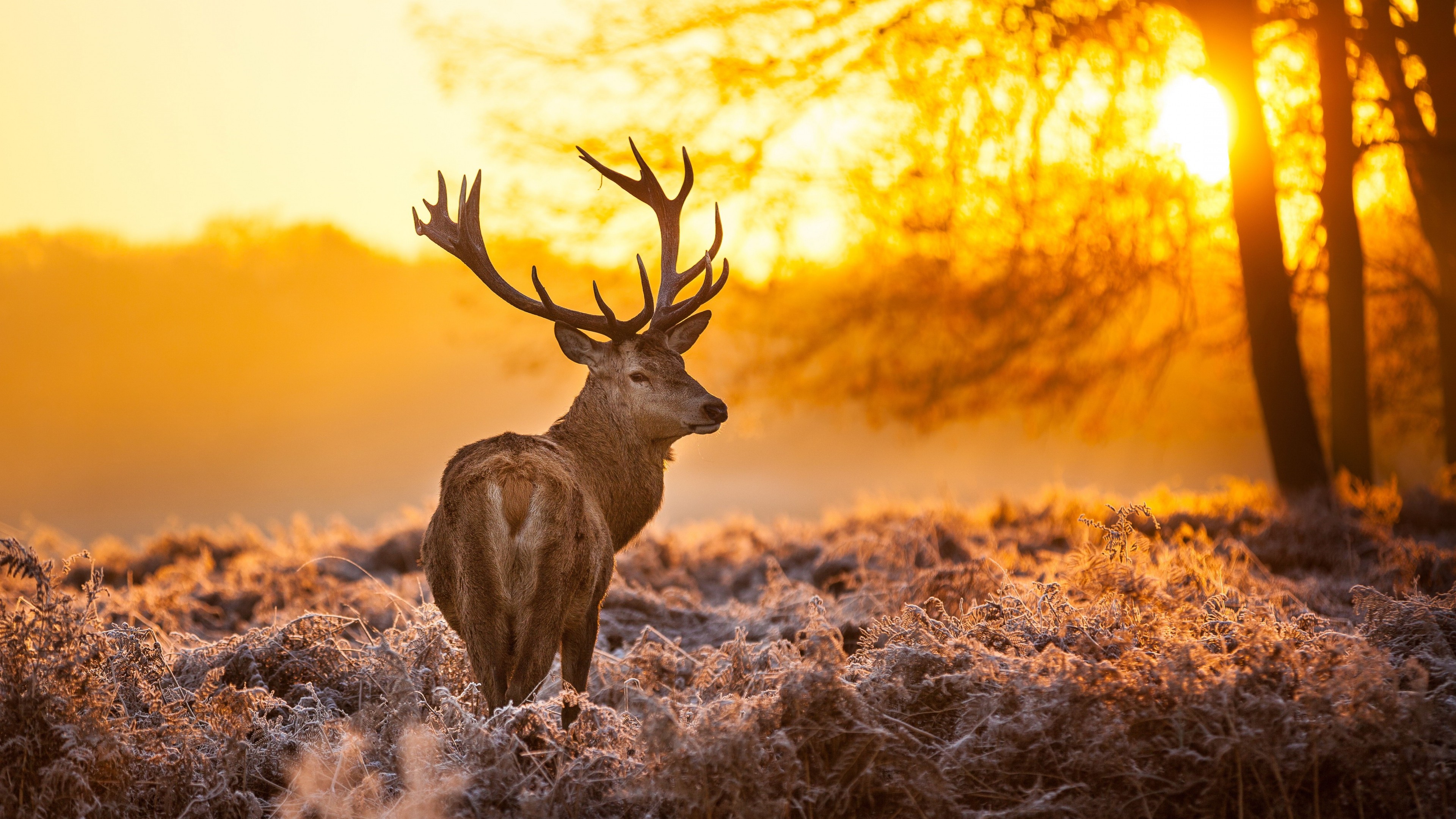 Best landscape wallpaper with deer