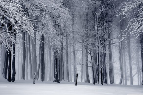 best Winter wallpaper 2K with white forest