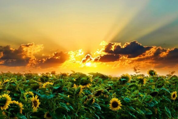 sunny wallpaper at sunrise sunny wallpaper at sunrise