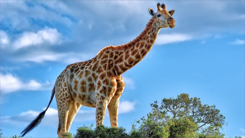giraffe background