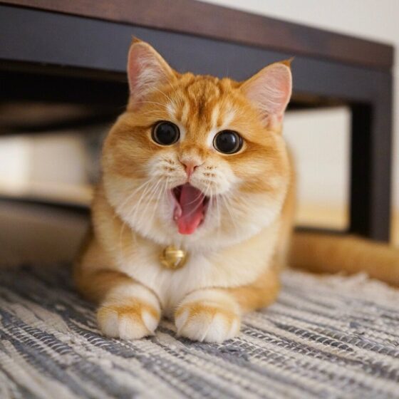 adorable yawning cat pfp wallpaper for fb 1079x1079