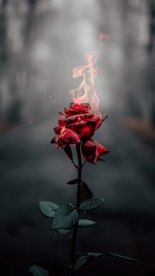 Best 4k wallpaper phone with rose flower 2160x3840