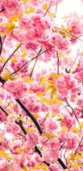 Best pixel 3xl spring wallpaper 2K 1440x2960