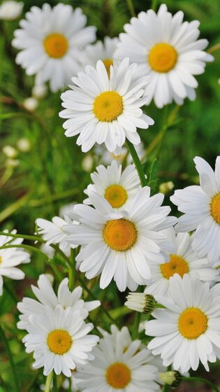 Best spring wallpaper hd for iPhone with 4K 2160x3840