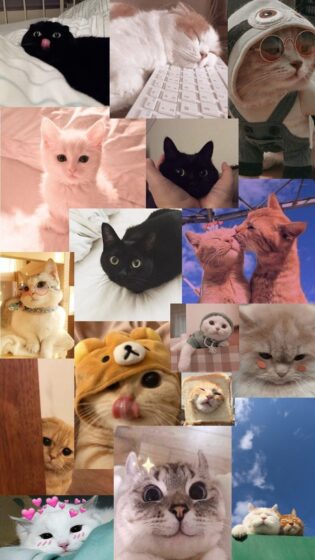 cat pfp aesthetic wallpaper HD 736x1308