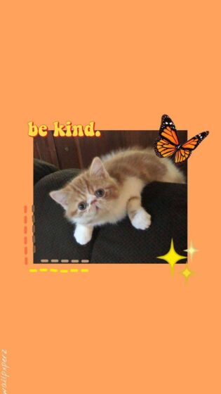 cat pfp aesthetic wallpaper with orange background 675x1200