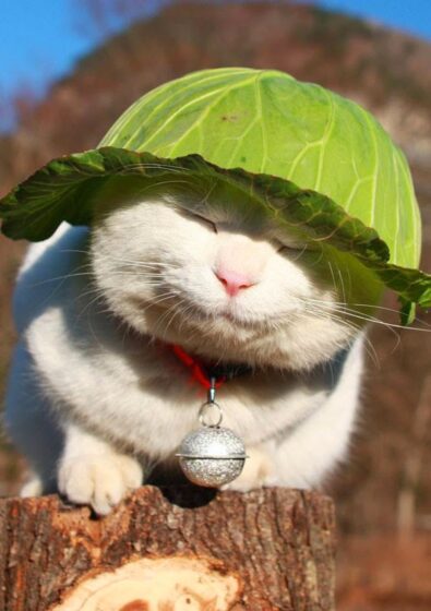 cat pfp wallpaper cat in tabloid 600x850