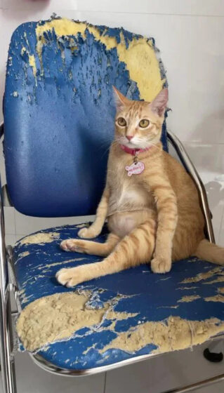 cat pfp wallpaper with domineering sitting position 1200x2108