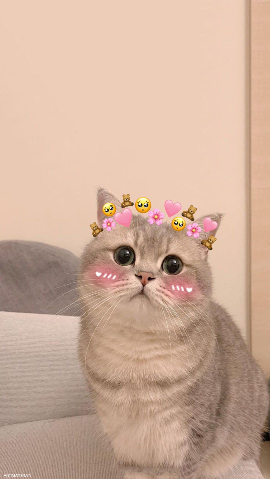 Cat Pfp Wallpapers Cute Aesthetic Will Definitely Melt Your Heart