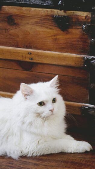 cat pfp wallpaper with white fur color 1440x2560