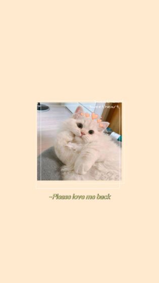 cute cat pfp aesthetic wallpaper 736x1308