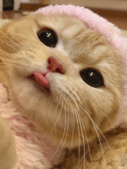 Cute cat pfp wallpaper sticking out tongue 960x1280