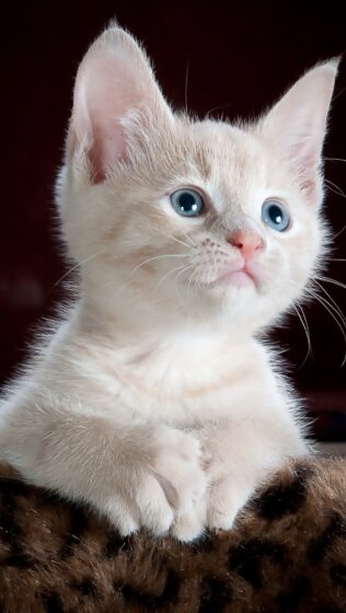 Cute cat pfp wallpaper with round blue eyes 1242x2202