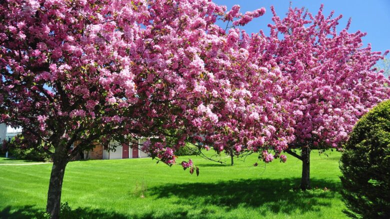 free download spring wallpaper hd beauty peach trees 1920x1080