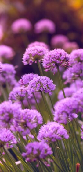 img3.wallspic.com-lavender-spring-music-purple-violet-1440x2960