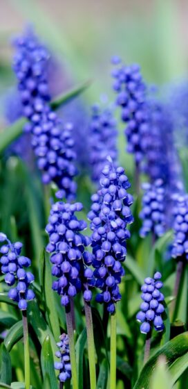 pixel 3xl spring wallpaper bluebell beauty 1440x2960