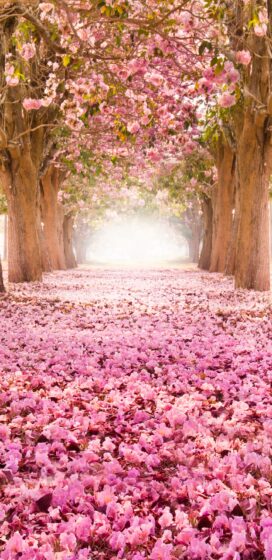 pixel 3xl spring wallpaper cherry blossom road 1440x2960