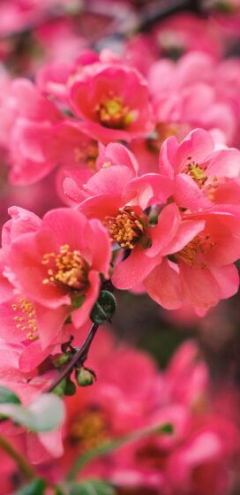 pixel 3xl spring wallpaper has impressive peach blossom images 1440x2960