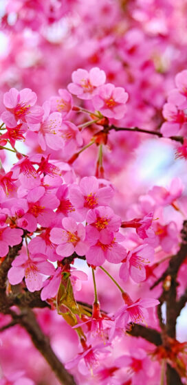pixel 3xl spring wallpaper japanese peach blossom beauty 1440x2960