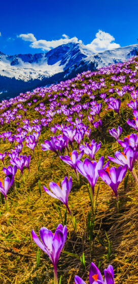pixel 3xl spring wallpaper purple flower garden beauty 1440x2960
