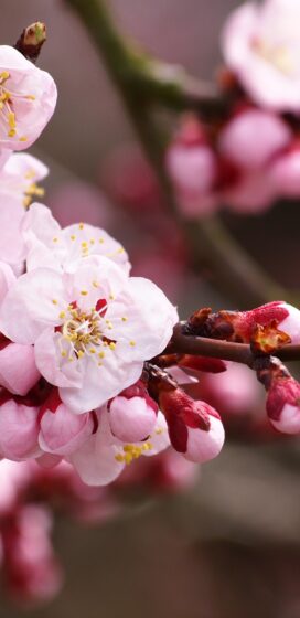 pixel 3xl spring wallpaper with dark background 1440x2960