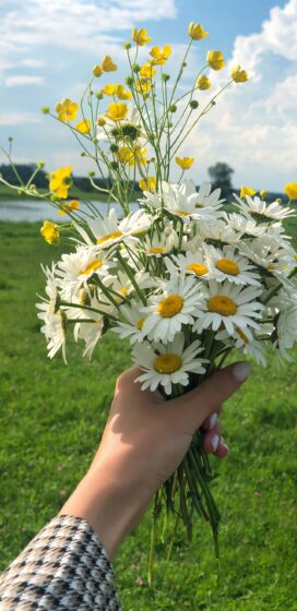 pixel 3xl spring wallpaper with hand holding bouquet of daisies 1440x2960