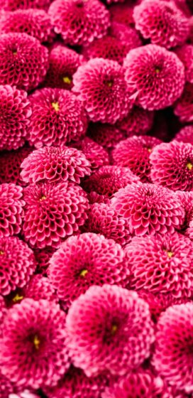 Pixel 3xl spring wallpaper with many beautiful red flowers 1440x2960