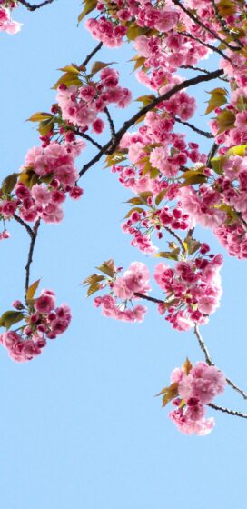 Pixel 3xl spring wallpaper with peach blossom branches against a blue sky background 1440x2960
