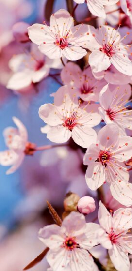 pixel 3xl spring wallpaper with pink color 1440x2960