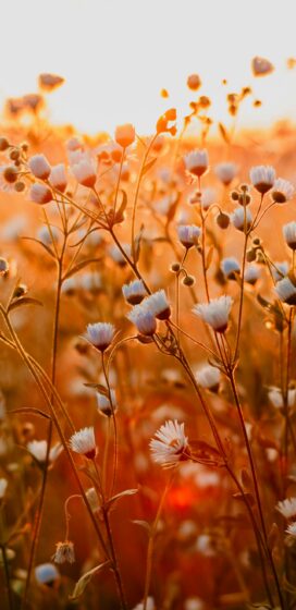 Pixel 3xl spring wallpaper with white flower buds in the sunset 1440x2960