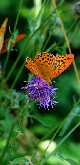 pixel 3xl spring wallpaper with yellow butterfly 1440x2960