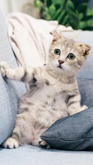 silly cat pfp wallpaper 1440x2560