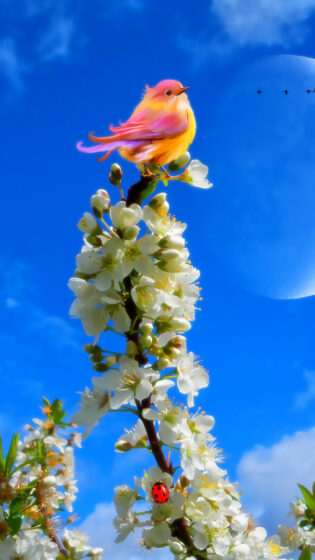 Spring iphone wallpaper features an orange feathered bird standing on top of a tree 720x1280