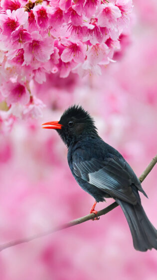 Spring iPhone wallpaper with black bird 2160x3840