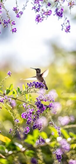 Spring iPhone wallpaper with sunbirds 1284x2778