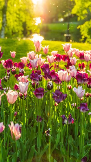 Spring iPhone wallpaper with tulip garden beauty 1440x2560