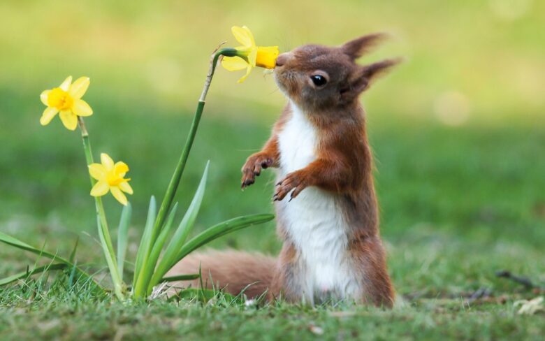 Spring screensaver show a scene of a squirrel sniffing flowers