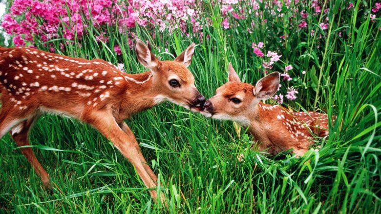 Spring screensaver show the beauty of two deer for laptop 1920x1080