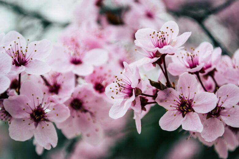 Spring screensaver showcase the beauty of peach blossoms 1920x1280