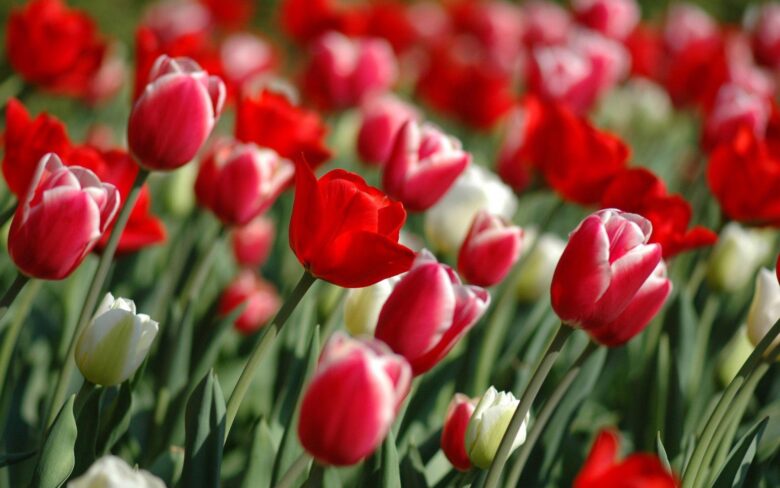 Spring screensaver showcase the beauty of tulips 19200x1200