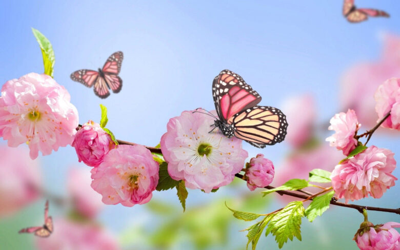 Spring screensaver with butterfly flowers 1920x1200